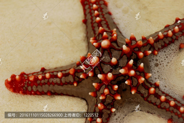 紅海之星3