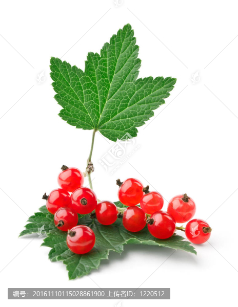 與葉紅醋栗樹枝