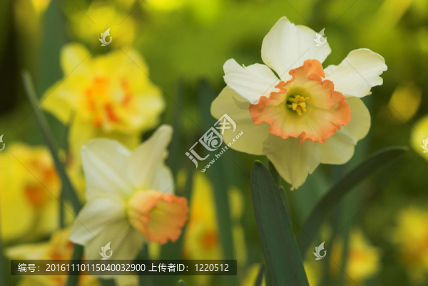 水仙、水仙2