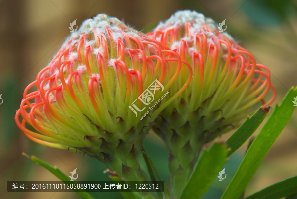 普羅針插1