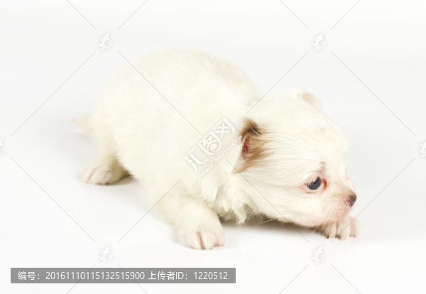 搞笑小狗奇瓦瓦的姿勢(shì)