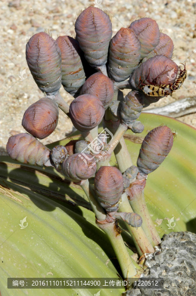 關(guān)閉的bug,probergrothius,sexpunctatis對韋爾維奇亞奇異的沙漠植物雌球果