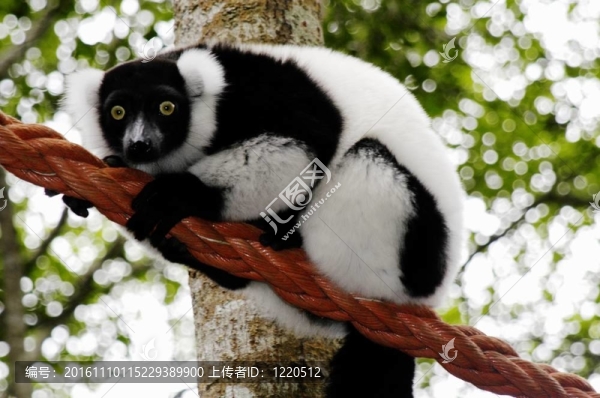 Ruffled,Lemur（Varecia蛾）