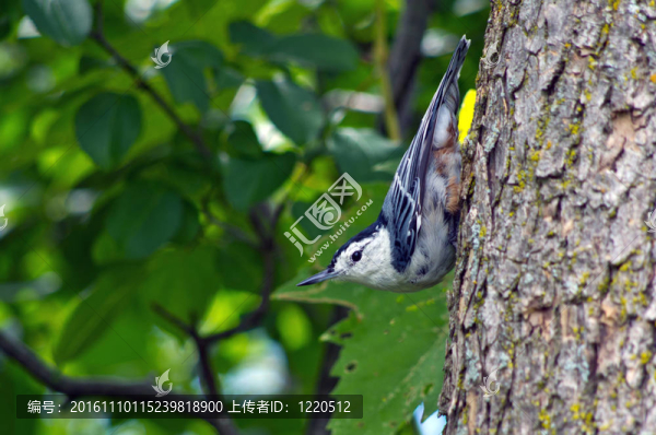 白胸鳾