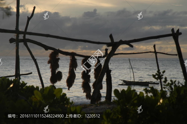 桑給巴爾島上的海藻