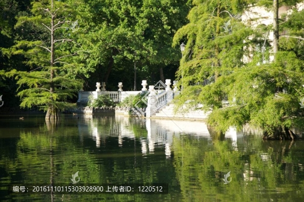 森林和湖泊的樓梯