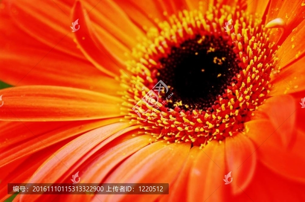 橙色非洲菊