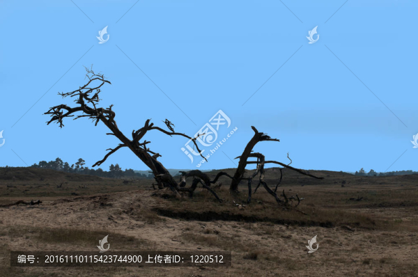 古老的樹(shù)