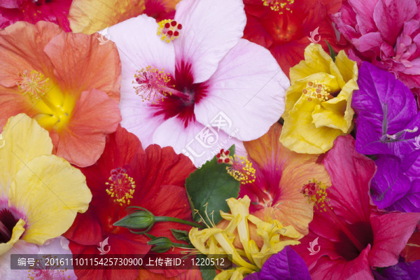 芙蓉花