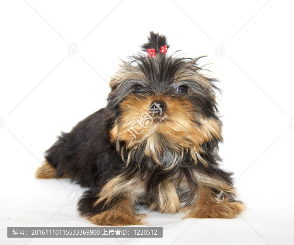 pupyy約克郡梗