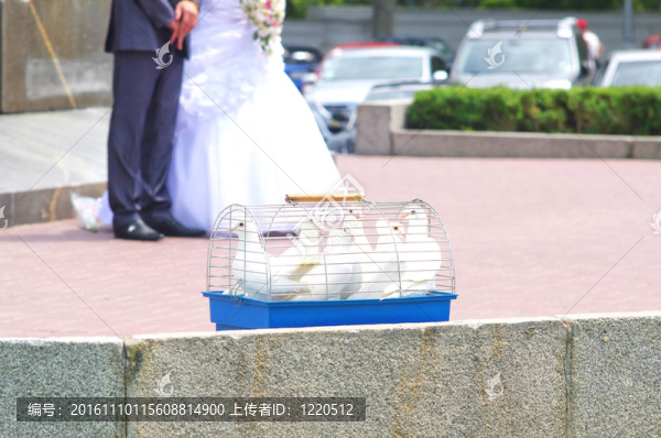 婚禮上的鴿子