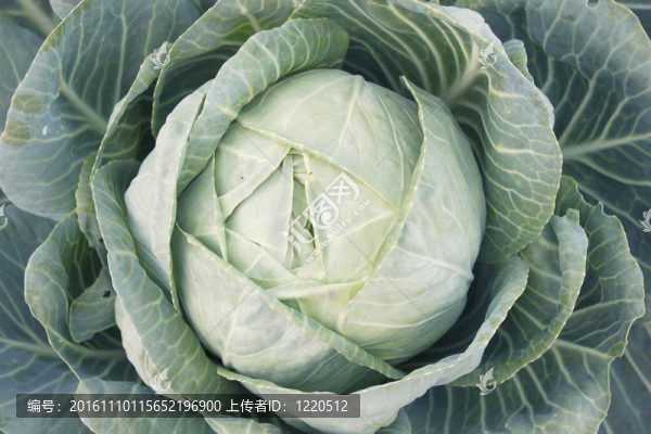 卷心菜頭