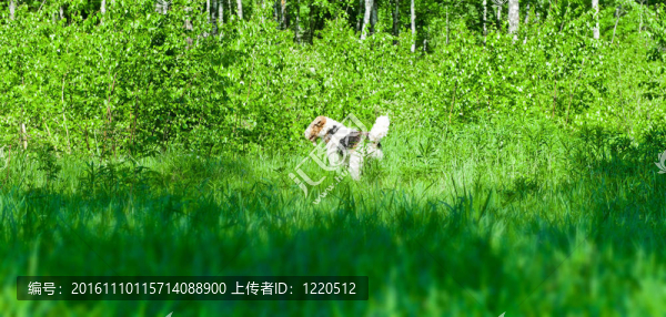 這張照片顯示了對自然的獵狐梗