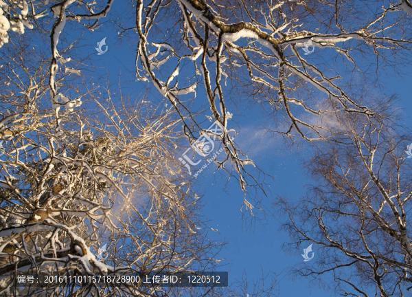從樹上落下的雪