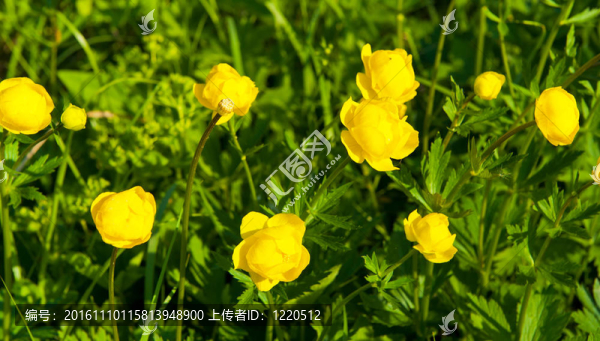 金蓮花一