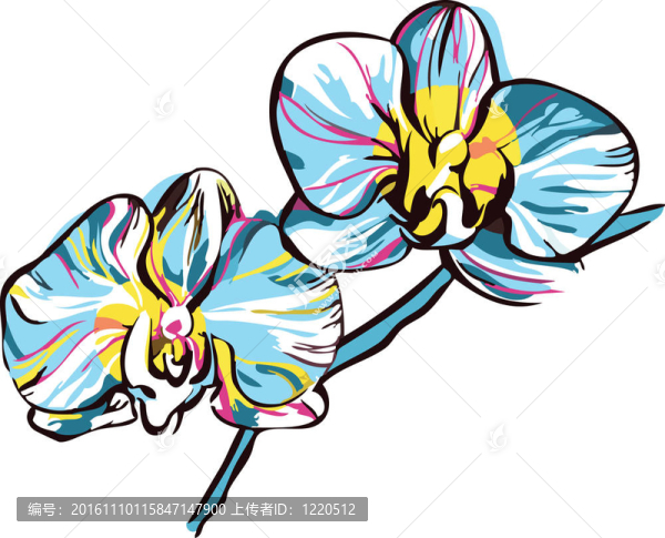 兩個蘭花黃色中心和藍色花瓣