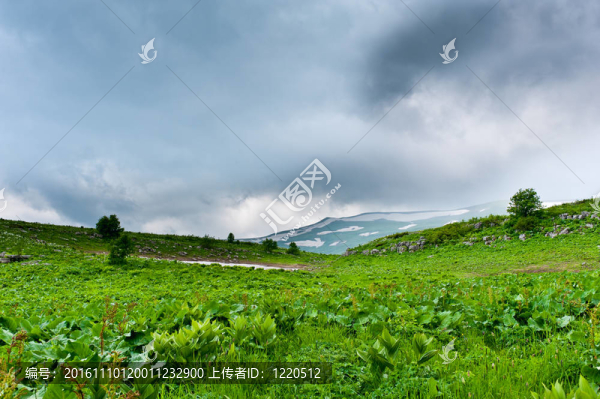 山