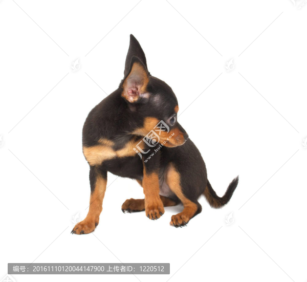 俄羅斯玩具獵犬在白色背景
