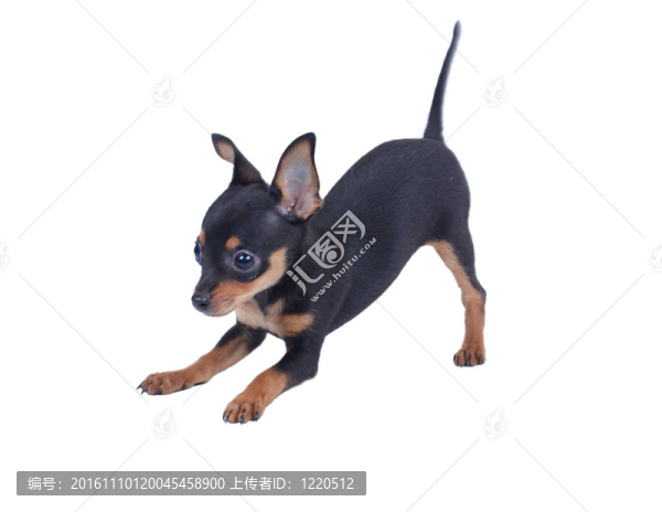 俄羅斯玩具獵犬在白色背景