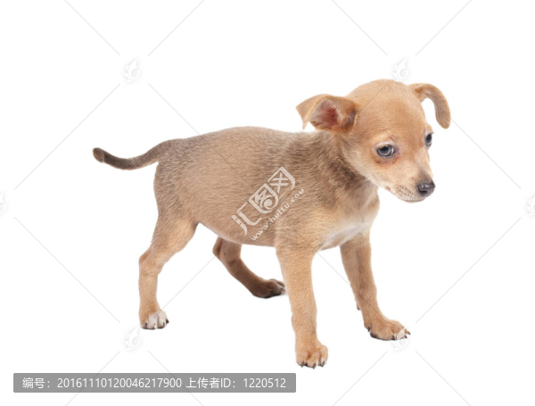 俄羅斯玩具獵犬在白色背景