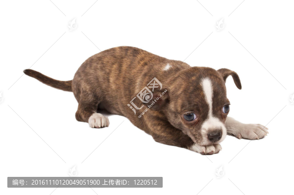 一個可愛的純種狗奇瓦瓦在白色背景前的肖像