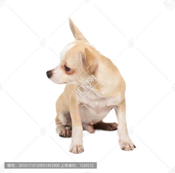 一個可愛的純種狗奇瓦瓦在白色背景前的肖像