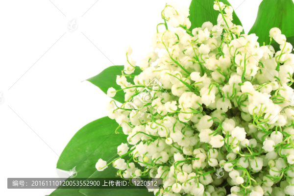 百合谷