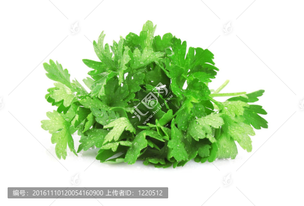新鮮歐芹