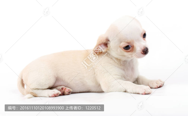 可愛的小奇瓦瓦小狗坐在白色看著相機孤立