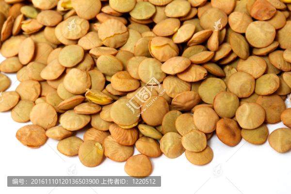 棕色的小扁豆散在白色背景
