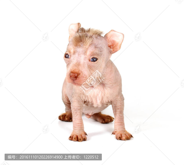 中國(guó)冠毛犬幼犬