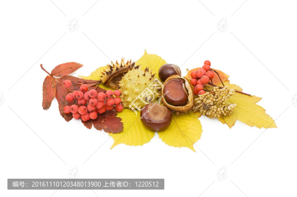 布朗栗堅(jiān)果特寫分離