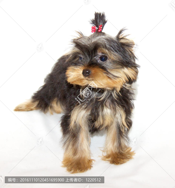 pupyy約克郡梗