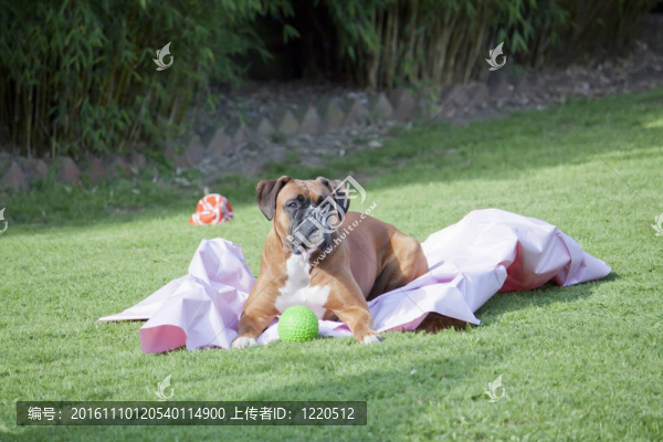 拳師犬