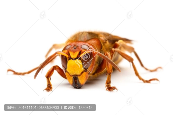 歐洲大黃蜂；Vespa,crabro