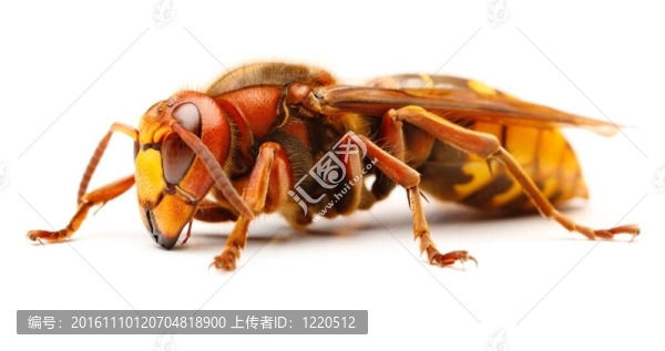歐洲大黃蜂；Vespa,crabro