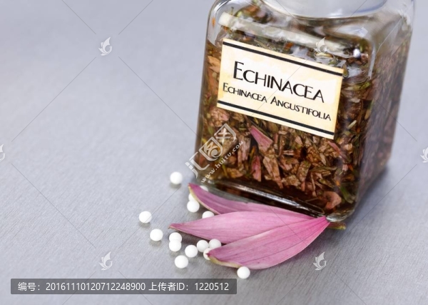 紫錐菊藥用植物提取物