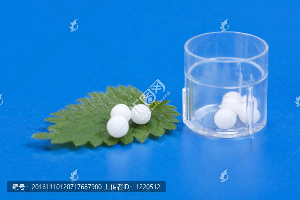 順勢丸對Urtica,Urens葉