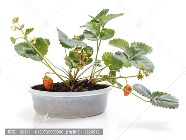 盆栽草莓