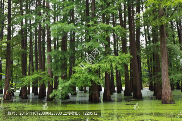 被水淹沒(méi)的森林