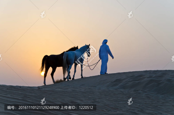 阿拉伯男子與阿拉伯馬