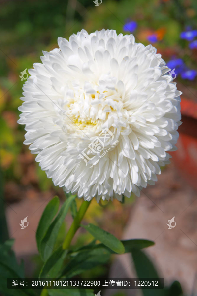 白菀
