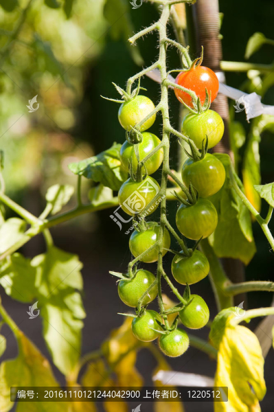 櫻桃tomaten