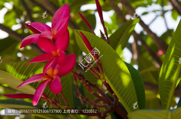 紅雞蛋花的樹