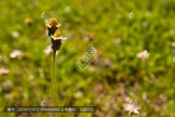 草坪上近綠色的花序