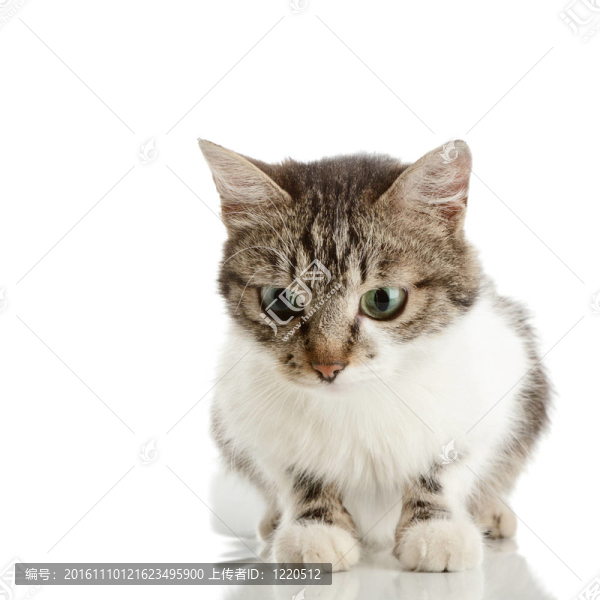 小貓