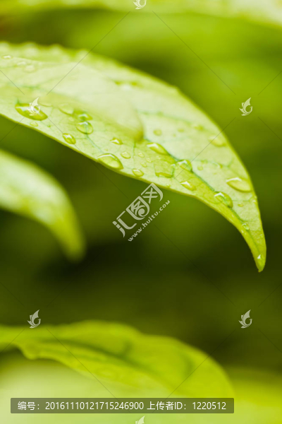 底部有水滴空間的綠葉