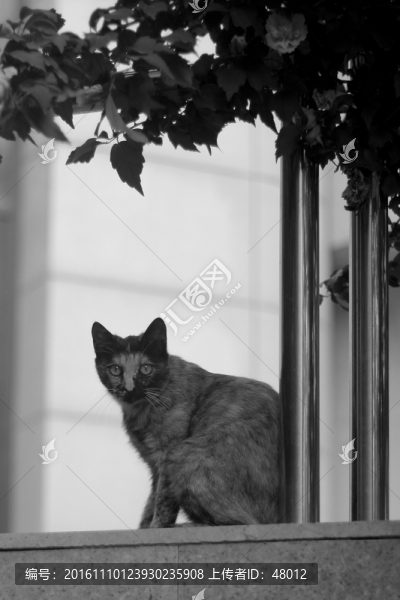 圖書(shū)館前的貓