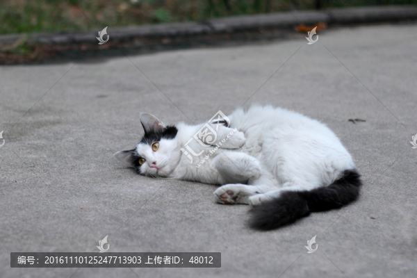 躺地上的貓