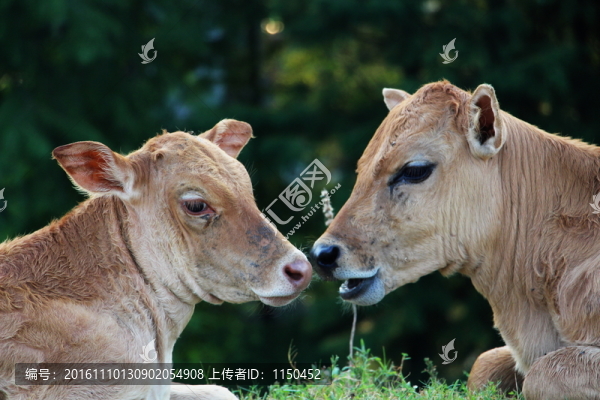 甜甜蜜蜜秀恩愛(ài)-匯圖網(wǎng) www.fosd68.com 甜甜蜜蜜秀恩愛(ài)